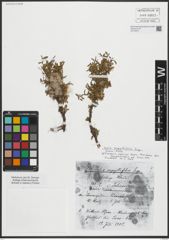 Foto von Salix serpyllifolia Scop.
